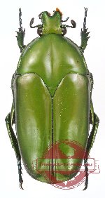 Clerota brahma