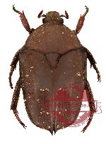Protaetia (Caloprotaetia) wongi (A2)