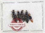 Scientific lot no. 273 Staphylinidae (4 pcs)