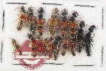 Scientific lot no. 270 Staphylinidae (16 pcs)