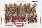 Scientific lot no. 269 Staphylinidae (18 pcs)