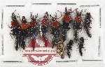 Scientific lot no. 265 Staphylinidae (11 pcs)