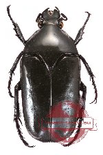 Thaumastopeus nigritus (5 pcs)