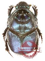 Proagoderus sp. 2