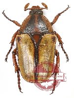 Anisorrhina (Melinesthes) umbonata