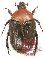 Clinteroides permutans (red form)