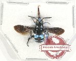 Thyreus sp. 5 (5 pcs)