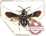 Thyreus sp. 3 (SPREAD) (5 pcs A-/A2)