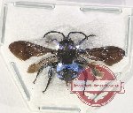 Thyreus sp. 7 (A2)
