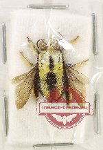 Xylocopa sp. 30