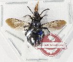 Hymenoptera sp. 145 (A-)
