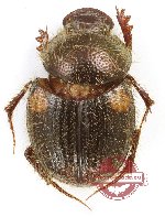 Onthophagus sp. 32 (A2)