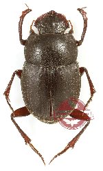 Onthophagus sp. 40 (A2)