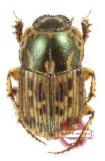 Oniticellus tesselatus (5 pcs)