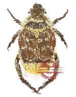 Hopliinae sp. 2
