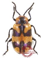 Chrysomelidae sp. 89