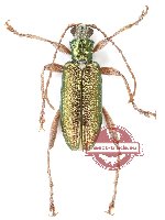 Donacia clavipes