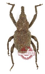 Curculionidae sp. 189