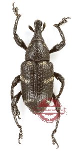 Curculionidae sp. 186 (A-)