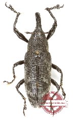 Curculionidae sp. 181 (A2)