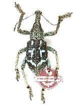 Rhinoscapha sp. 34