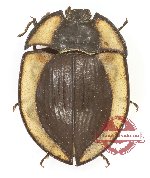 Tenebrionidae sp. 134 (A2)