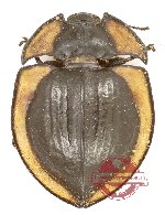 Tenebrionidae sp. 135