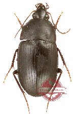 Oodini sp. 2