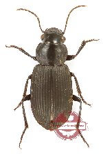 Pterostichini sp. 8 (5 pcs)