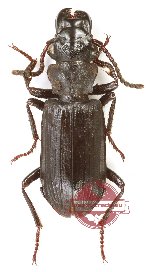 Pseudozaena sp. 10