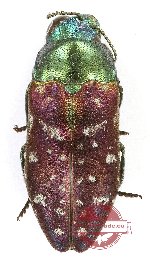 Ciseis sp. 1 (A2)