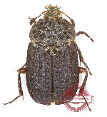 Thanatophilus ruficornis