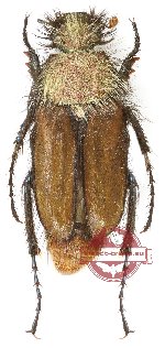 Pygopleurus transcaucasicus