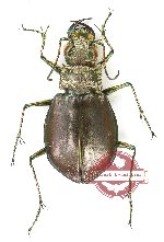 Eurymorpha cyanipes (5 pcs)