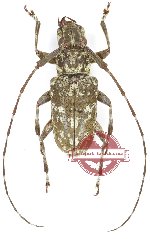 Lamiinae sp. 84