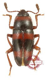 Erotylidae sp. 41
