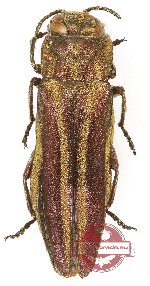 Agrilus purpuratus (5 pcs)