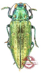 Chrysodema (s.str.) sp. 36