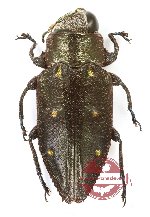 Chrysobothris sp. 17 (A2)