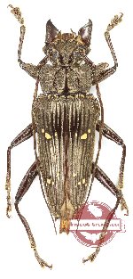 Sepicana sp. 1 (A-)