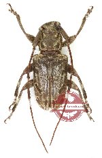 Cacia sp. 6 (5 pcs)