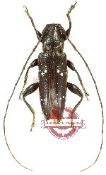 Homonoeini sp. 3