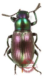 Tenebrionidae sp. 136