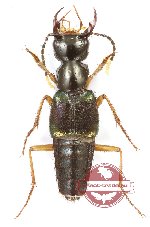 Staphylinidae sp. 23 (5 pcs)