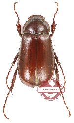 Melolonthinae sp. 29