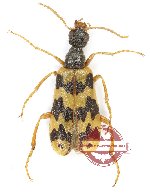 Meloidae sp. 12 (5 pcs)
