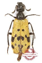 Mylabris sp. 9 (A2)