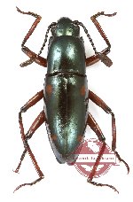 Erotylidae sp. 36 (5 pcs)