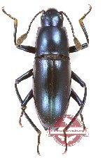 Erotylidae sp. 35 (5 pcs)