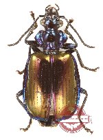 Lebiinae sp. 29